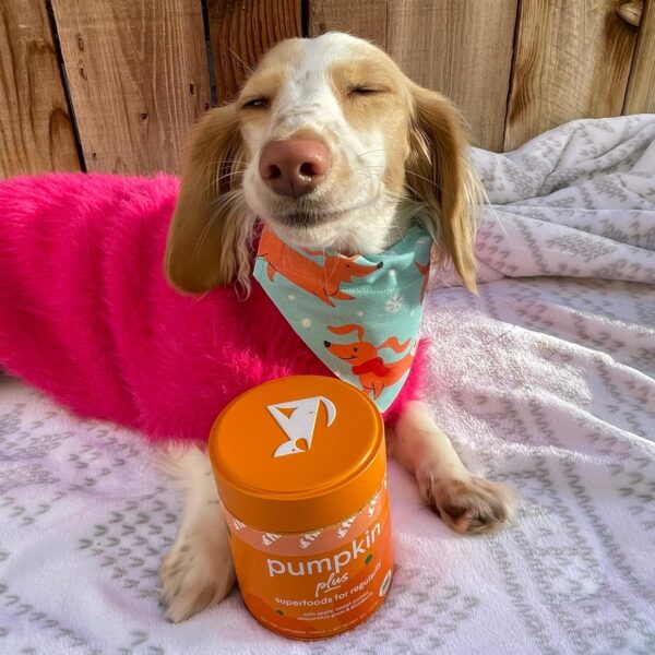 Finn Pumpkin Plus: Fast-Acting Digestive Relief for Loose Stool, Constipation, and Sensitive Stomachs | Superfood Meal Topper Powder for Dogs - Image 7