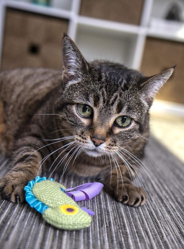 Petlinks HappyNip Crinkle Chameleon Cat Toy, Contains Silvervine & Catnip - Green, One Size - Image 7