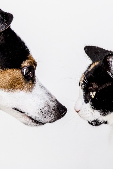 "Expert Pet Care Tips for Happy, Healthy Animals"