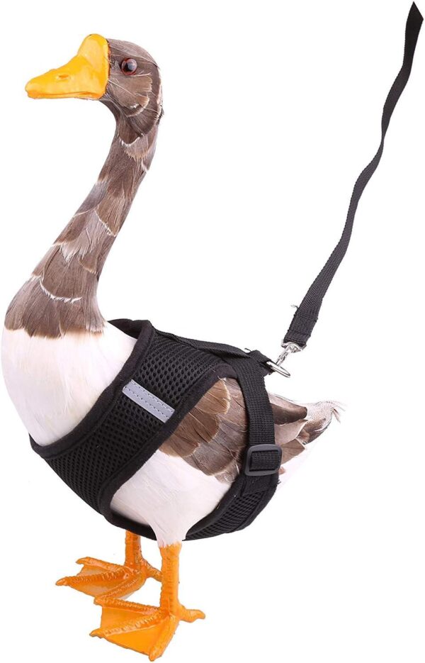 Adjustable Duck Harness with 4ft Matching Leash for Chicken Hen Pets Training Walking (L, Black)