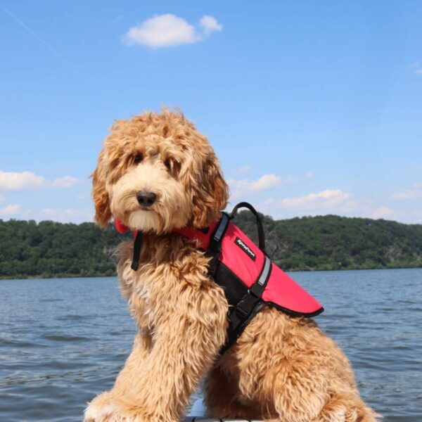 ZippyPaws Adventure Dog Lifejacket, Swimming Vest for Dogs & Puppies, Life Jacket for Swim Training Small Medium & Large Dogs - Red, Medium - Image 5