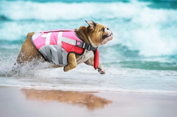 iChoue French Bulldog Life Jacket Vest Saver Swimming with Floating Plate Chin for Puppy Frenchie Pug English Boston Terrier (Red, Small) - Image 6