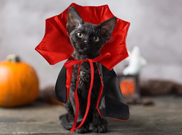 Halloween Cat Vampire Cloak Costume Halloween Adjustable Red Black Pet Cape Costume Clothes, Halloween Pet Accessories Costume Outfit Decor Cowl for Small Cats Dogs Animals Halloween Party Pet Cosplay - Image 5