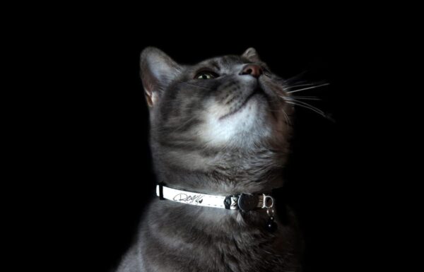 Rogz Glow in the Dark Reflective Cat Collar with Breakaway Clip and Removable Bell, fully adjustable to fit most breeds, Jumping Black Cat Design - Image 2