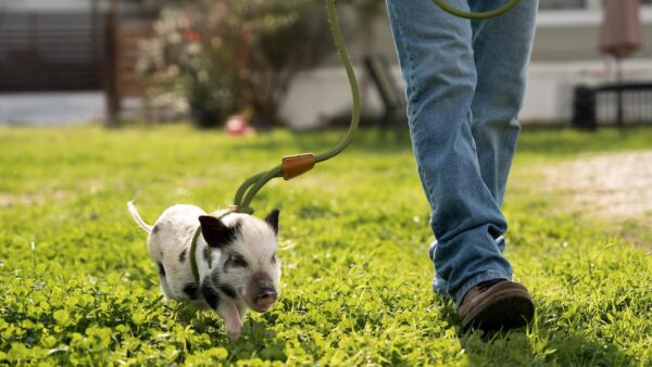 Mini Pig Harness & Leash (Small) Fully Adjustable, Infinity Style Lead, Step-in Harness, Potbelly Pig Supplies, All-in One, Pig Leash, Ideal for Small & Medium Pet Pigs (Small, Olive Green) - Image 8