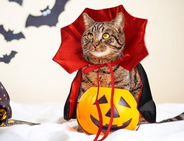 Halloween Cat Vampire Cloak Costume Halloween Adjustable Red Black Pet Cape Costume Clothes, Halloween Pet Accessories Costume Outfit Decor Cowl for Small Cats Dogs Animals Halloween Party Pet Cosplay - Image 4