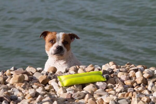 2-in-1 Floating Fetch Toy & Bite Tug - Tough, Strong, Interactive Dog Throw Toys for Medium to Large Dogs - Perfect for Dock Diving, Training & Fetching - Fire Hose Ballistic Water Pool Dog Fetch Toy - Image 9