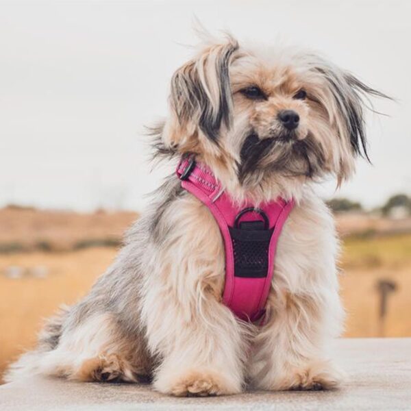 Voyager Dog Harness Dual Leash Attachment No-Pull Control Adjustable Soft But Strong Pet Harness For Medium And Large Dogs With 3M Reflective Technology - Fuchsia, S (Chest: 16 - 20") - Image 8