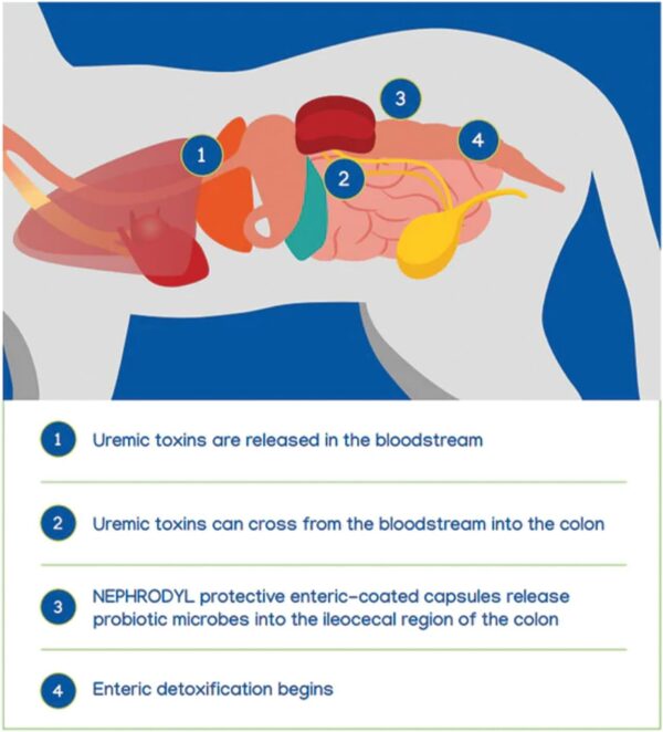 NEPHRODYL Synbiotic Capsules for dogs and cats - Image 6