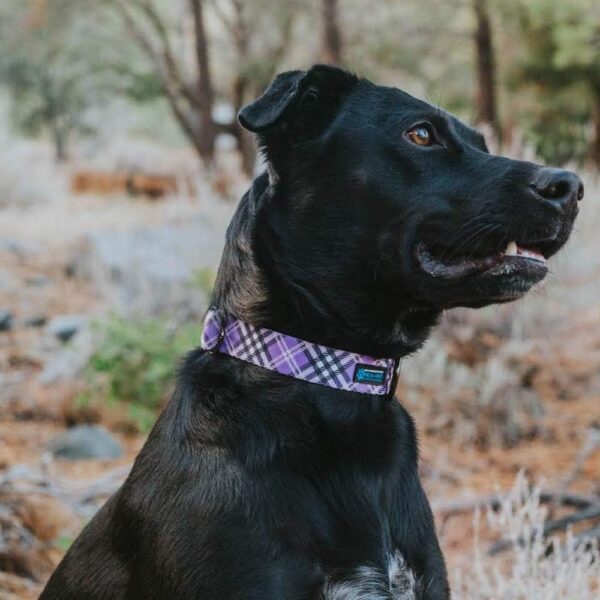 Max and Neo Plaid Pattern NEO Dog Collar - We Donate a Collar to a Dog Rescue for Every Collar Sold (Purple, Large) - Image 4