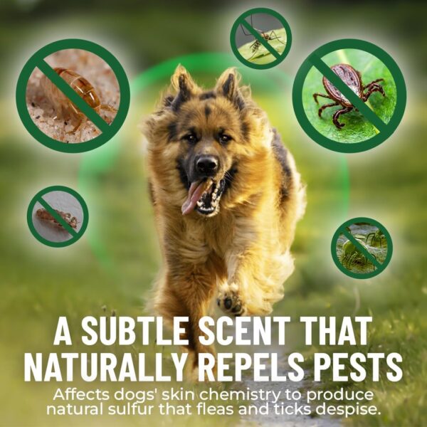 Flea and Tick for Dogs Chewable Pills - No Harsh Chemicals - 100 Chicken Flavored Treats - Guardian's Choice Pets Brand - Tasty Chews Dogs Love - Flea Pills for Dogs - Image 2