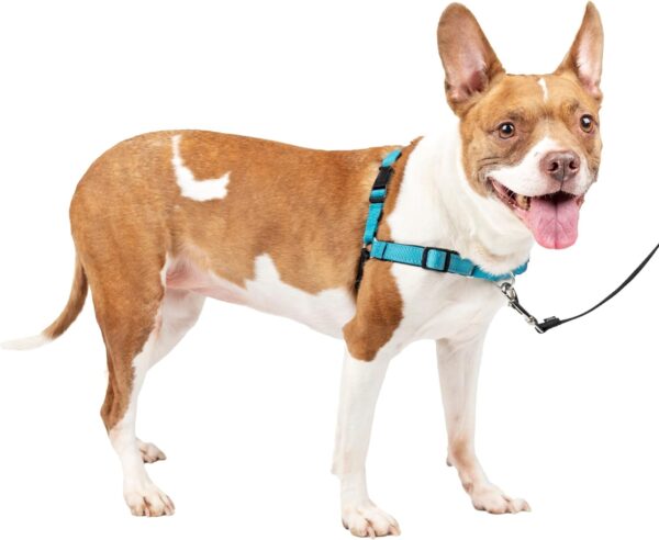 PetSafe Easy Walk Deluxe Dog Harness, No Pull Dog Harness – Perfect for Leash & Harness Training – Stops Pets from Pulling and Choking on Walks – Medium, Ocean