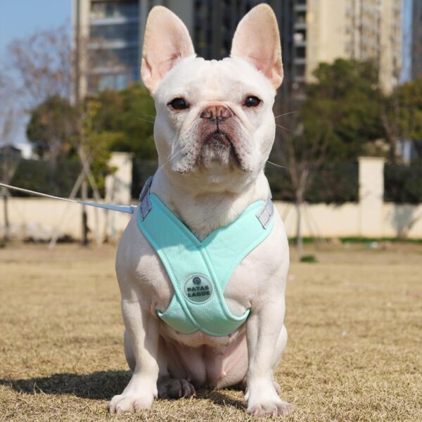 Patas Lague Dog Harness for Small Dogs with Leash Poop Bags and Dispenser, Green, Neck 15.5-18.1'' Chest 17.9-20.5''