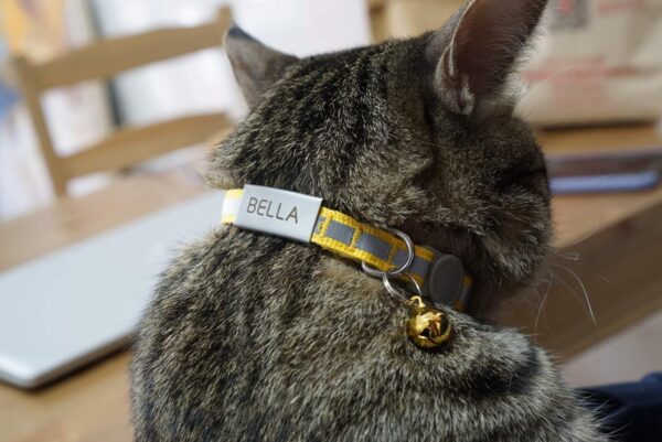 Custom Breakaway Cat Collars with Bell - Engraved Stainless Steel No Noise Slide-On Identification Tags On Collar - Up to 3 Lines of Personalized Text (Reflection) - Image 6