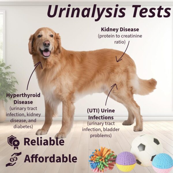 One Step Pet Urine Testing Strips, 50 x Urinalysis Parameter Tests for Dogs, Cats, Vets, Accurate Testing for Veterinarians, Detects UTI, Diabetes, Bladder, Kidney, Liver, SG, pH, Glucose - Image 3