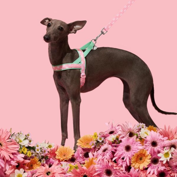 VETRESKA No Pull Dog Harness and Leash Set for Small Medium Large Dogs, Adjustable Soft Padded, Easy Control, Easy Walk and Anti-Twist Pet Lead Combo (Pink & Green,XS) - Image 6