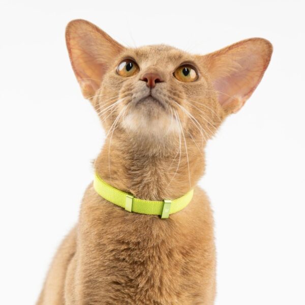 Safety Cat Collar - U.S. IDA Gold Awarding Design, Elastic Quick Release, Non Breakaway - Lightweight for Kitten, Neck Fit 5.9'-11.8' for All Small Large Cat,S(Sierra Blue) - Image 2