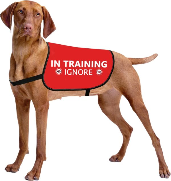 HOLLP Training Dog Jacket Vest in Training Ignore Dog Vest Dog Walking Jacket Warning Vest (in Training Ignore-Large)