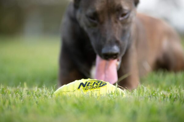 Nerf Dog Rubber Football Dog Toy with Squeaker, Lightweight, Durable and Water Resistant, 7 Inch Diameter for Medium/Large Breeds, Single Unit, Green, Model:6997 - Image 8