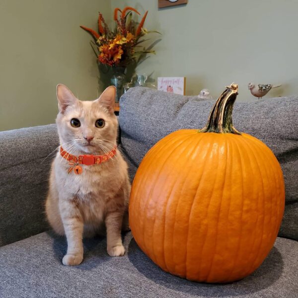 Fall Cat Collar with Bells, Autumn Dog Collar for Small Dogs, Orange Pumpkin Kitten Collar for Thanksgiving - Image 7