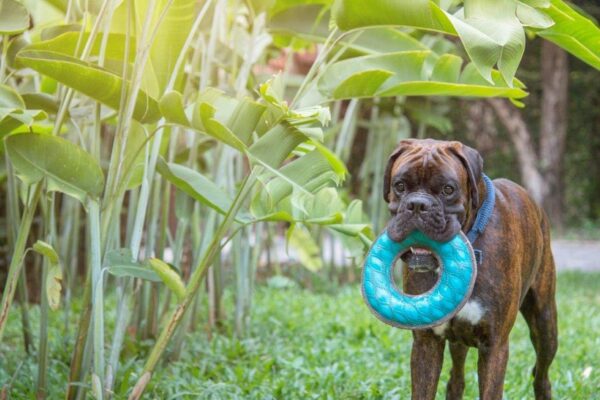 SuperChewy Tough Floating Dog Water Toy Strong Natural Rubber | Great Dog Fetch Toy | Pool Swimming Toy for Puppy| Durable Training Toy for Non-Aggressive Chewers - Image 9