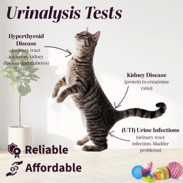 One Step Pet Urine Testing Strips, 50 x Urinalysis Parameter Tests for Dogs, Cats, Vets, Accurate Testing for Veterinarians, Detects UTI, Diabetes, Bladder, Kidney, Liver, SG, pH, Glucose - Image 2