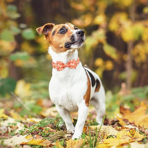 Fall Dog Bow Tie Collar Adjustable Thanksgiving Boy Girl Large Dog Cotton Collars Rose Gold Metal Buckle Orange College Football Printed L - Image 3