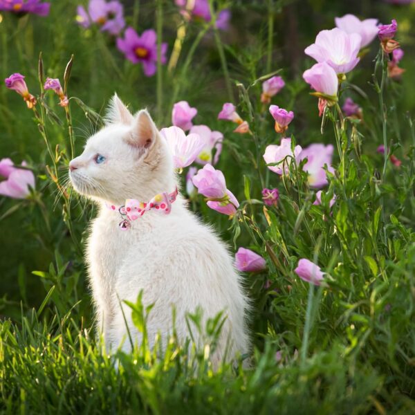 SCENEREAL Breakaway Cat Collar with Bell, 2 Pack Safety Adjustable Cat Collars with Pendant, Pink Personalised Puppy Kitten Collar with Bow for Spring Summer Valentines, Strawberry Flowers - Image 3