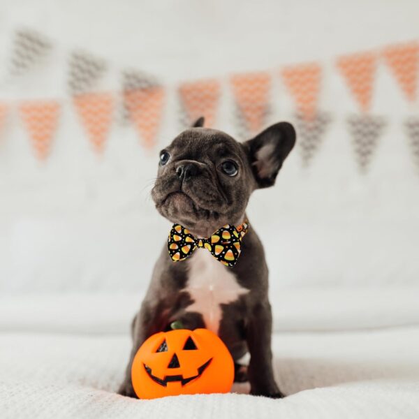 Halloween Dog Bow Tie Collar, Holiday Candy Corn Collar for Large Medium Small Dog Pets Puppies - Image 7