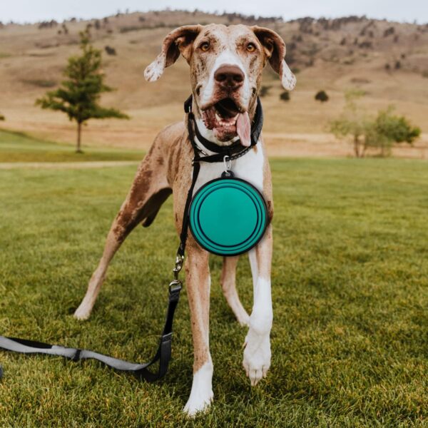 Collapsible Dog Bowls-2 Pack Large Size for Large/Medium Dogs, Dog Travel Water Bowl, Dog Cat Portable Water Bowl, Dog Pet Feeding Watering Dish Outdoor Hiking Parking Traveling with 2 Carabiners - Image 7