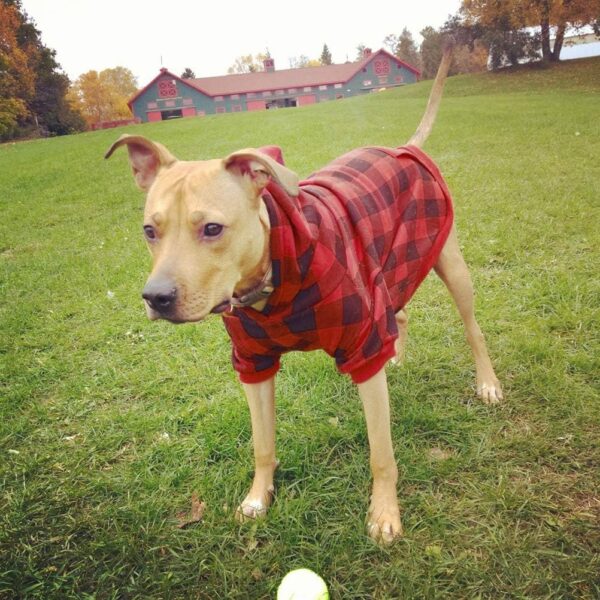 KOOLTAIL Plaid Dog Hoodie Pet Clothes Sweater with Hat and Pocket for Small Medium Large Size Dogs, Soft Winter Warm Dog Cold Weather Coat, Fleece Fall Dog Hooded Sweatshirt for Puppy Cats, Red XL - Image 6