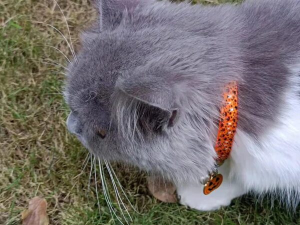 Halloween Cat Collar,2 Pack Breakaway Cat Collar with Bells,Pumpkin and Ghost Charm, Halloween Orange+Black - Image 5