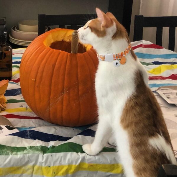 Fall Cat Collar with Bells, Autumn Dog Collar for Small Dogs, Orange Pumpkin Kitten Collar for Thanksgiving - Image 2