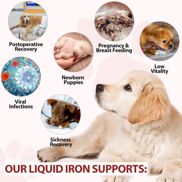 Iron Supplements for Dogs, Liquid Iron for Dogs with Folate and B12 Supports Anemia, Supplement for Anemia in Dogs, Promotes Blood Health 2 oz - Image 7