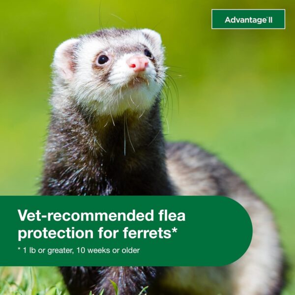 Advantage II Ferret Vet-Recommended Flea Treatment & Prevention | Ferret 1+ lbs. | 2-Month Supply - Image 5