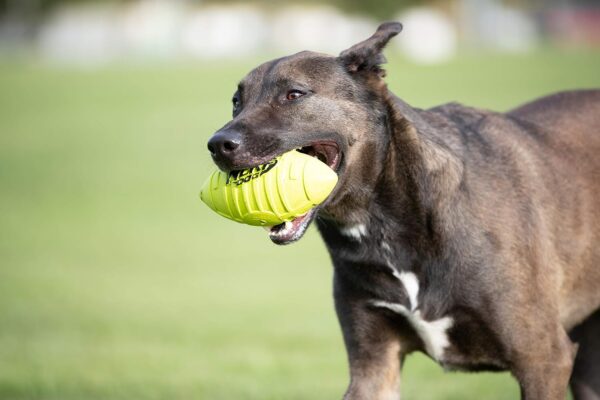 Nerf Dog Rubber Football Dog Toy with Squeaker, Lightweight, Durable and Water Resistant, 7 Inch Diameter for Medium/Large Breeds, Single Unit, Green, Model:6997 - Image 7