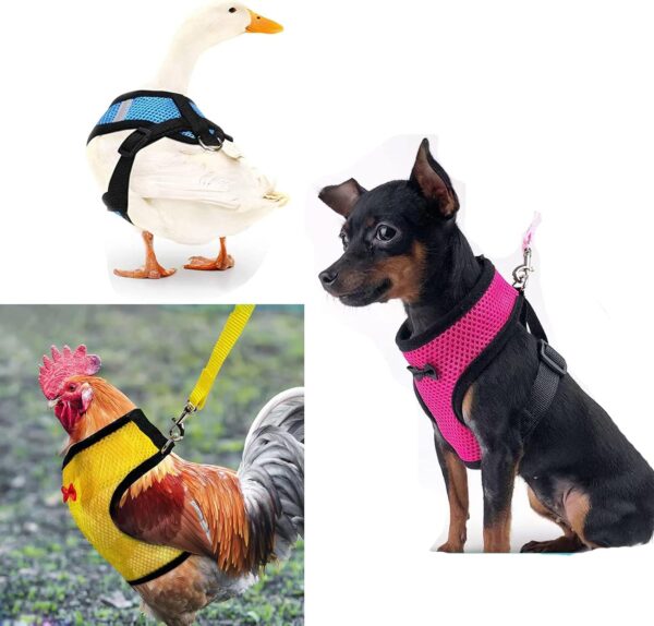 3 Pcs Adjustable Chicken Harness with Leash- Comfortable Hen Vest Breathable Mesh Chicken Training Harness and Leash for Duck Goose Hen - Image 3