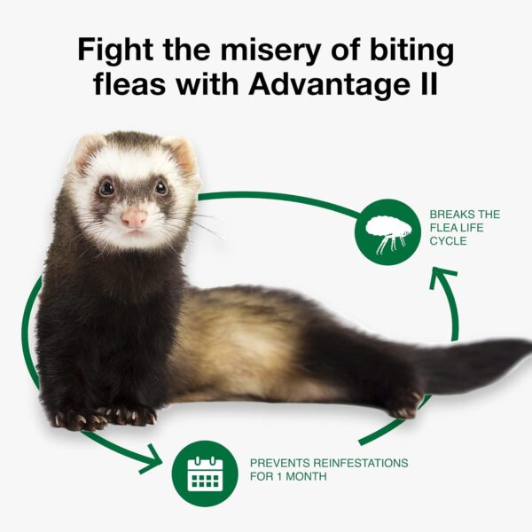 Advantage II Ferret Vet-Recommended Flea Treatment & Prevention | Ferret 1+ lbs. | 2-Month Supply - Image 7