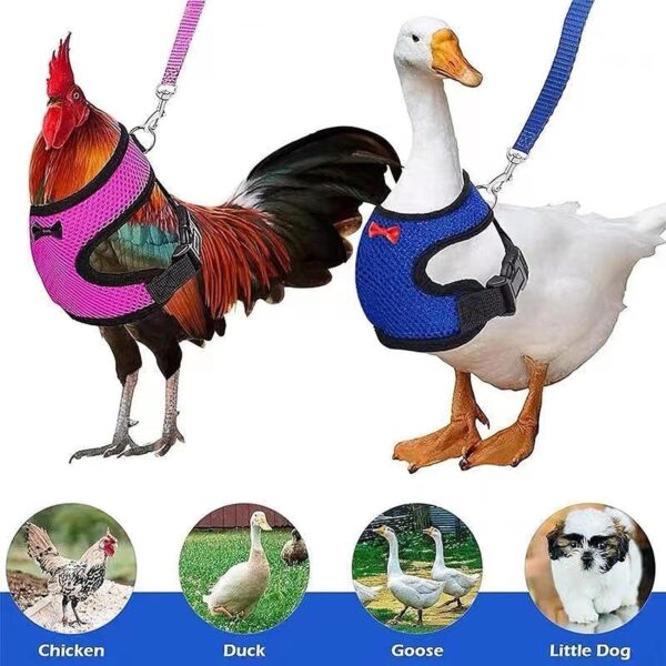 4 Pcs Chicken Harness and Leash for Hens Funny Chicken Accessories Comfortable Hen Vest Breathable Mesh Chicken Accessories for Hens - Image 5