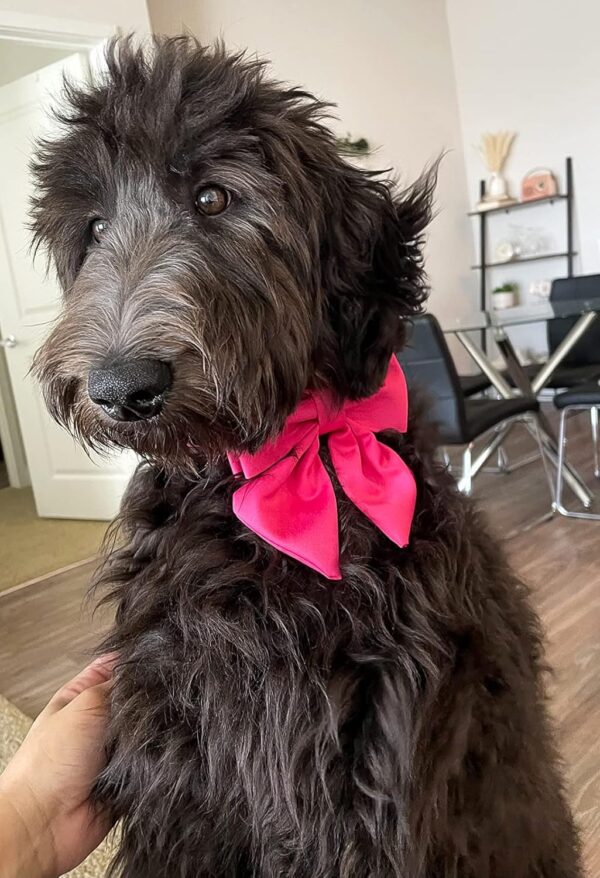 Maca Bates Dog Collar with Rose Red Bow Bowtie for Dogs Solid Colors Sailor Bow Tie Adjustable Breakaway Girly Pink Collars Birthday Gift for Small Medium Large XL Girl Female Boy Male Puppy Pet - Image 3