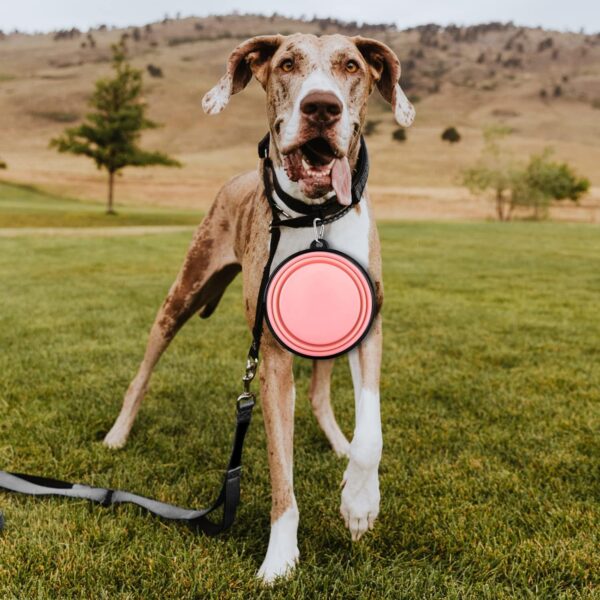 Collapsible Dog Bowls-2 Pack Large Size for Large/Medium Dogs, Dog Travel Water Bowl, Dog Cat Portable Water Bowl, Dog Pet Feeding Watering Dish Outdoor Hiking Parking Traveling with 2 Carabiners - Image 7