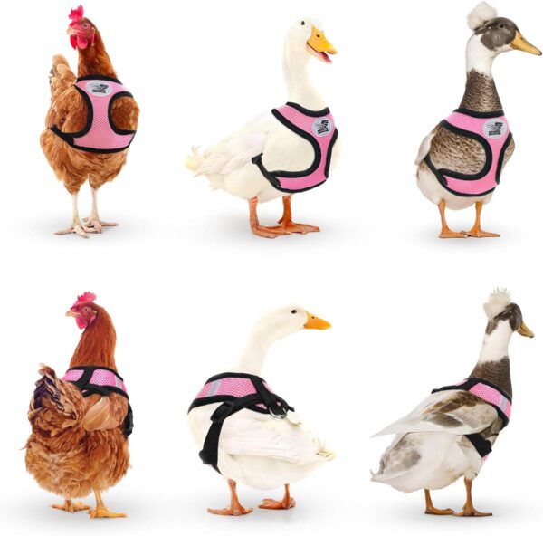 Adjustable Chicken Harness with Leash Small Pet Harness for Duck Goose Hen Traning Walking - Image 6