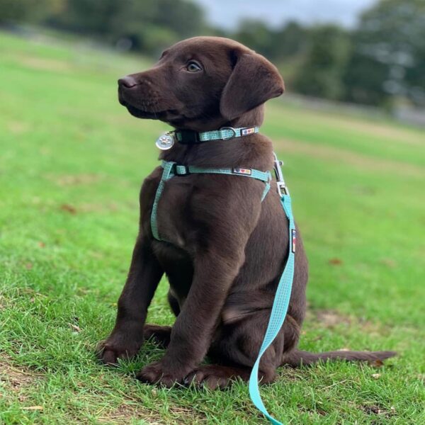 Pawtitas Extra Small Dog Harness Teal Dog Harness Step in from a Senior Dog to a Puppy Harness Adjustable Reflective Dog Harness XS Reflective Dog Vest - Image 9