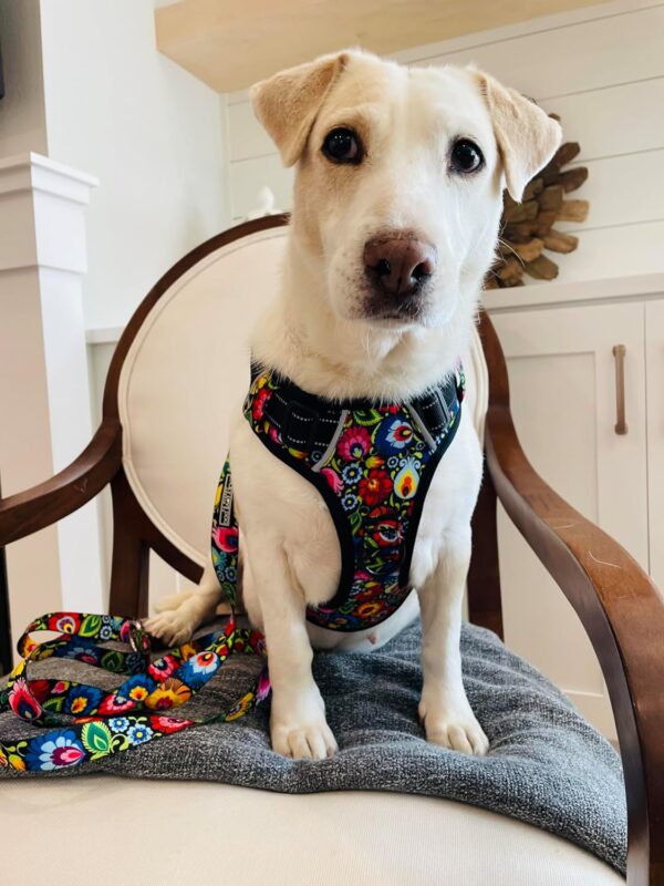 Lucky Love Dog No Pull Dog Harness, Adjustable and Easy to Walk, Cute Floral Pattern Dog Harness for Small Medium Large Dogs - (Medium, Blackbird Harness) - Image 5