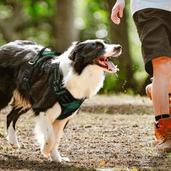 rabbitgoo Dog Harness Medium Sized Dog No Pull, Comfortable Padded Plaid Dog Harness with Handle Easy Control, Adjustable Reflective Puppy Pet Harness Vest with 2 Leash Clips, Green Plaid, M - Image 9