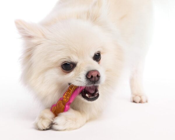 Hartz Chew 'n Clean Dental Duo Bacon Flavored Dental Dog Chew Toy and Treat - Extra Small - Image 9