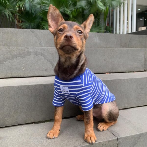 YQYS Pet Dog T-shirts Striped Cotton Tee Shirt for Small Dogs and Cats Puppy Clothes Dog Apparel Teacup Dog Clothing for Chihuahua Yorkie Poodle Blue White XXSmall - Image 5