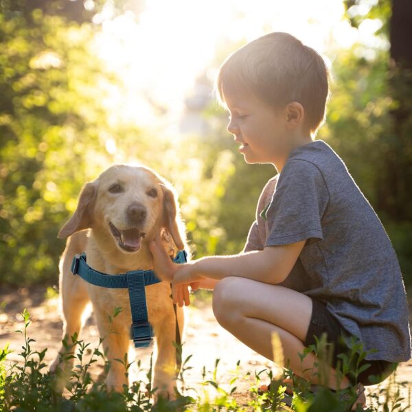 Dog Harness and Leash Set for Medium Dogs Soft Natural Bamboo Fabric, No Pull Dog Harness, Step-in Adjustable Dog Leash, Dog Harness and Leash Set for Medium Dogs-Teal Blue - Image 8