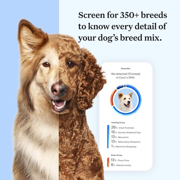 Wisdom Panel Essential Dog DNA Kit: Most Accurate Test for 365+ Breeds, 30 Genetic Health Conditions, 50+ Traits, Relatives, Ancestry - 1 Pack - Image 3