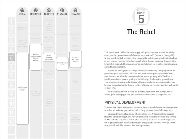 Your Golden Retriever Puppy Month by Month: Everything You Need to Know at Each Stage to Ensure Your Cute and Playful Puppy (Your Puppy Month by Month) - Image 5
